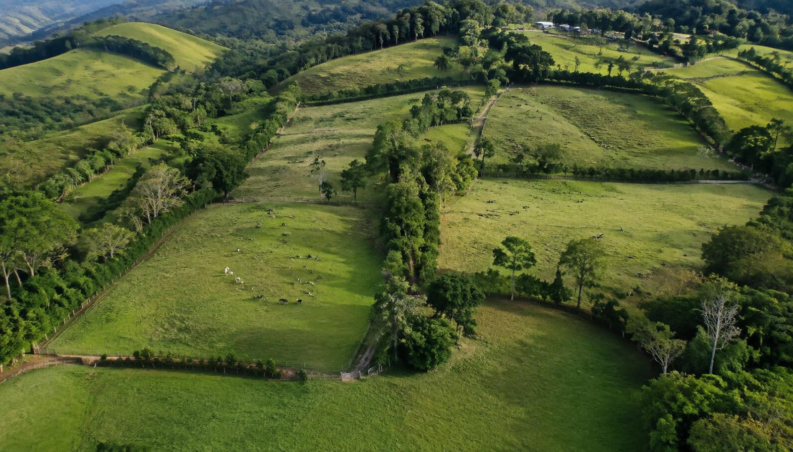 Vista aérea de potreros con rotación de pastoreo